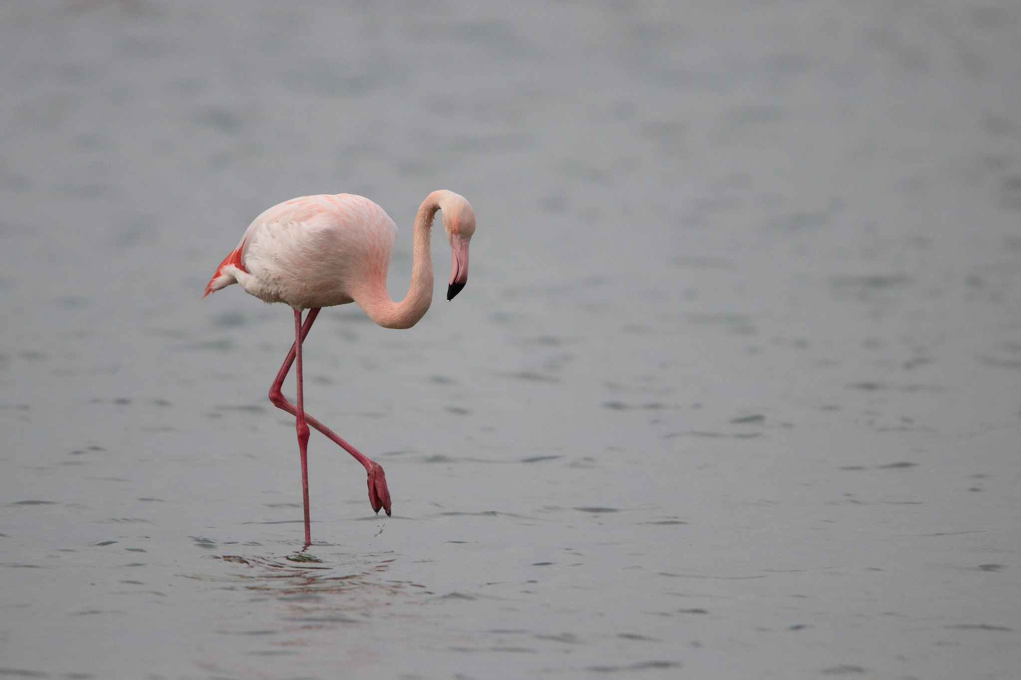 Tamron SP 150-600mm F5-6.3 Di VC USD sample photo. Flamingo photography
