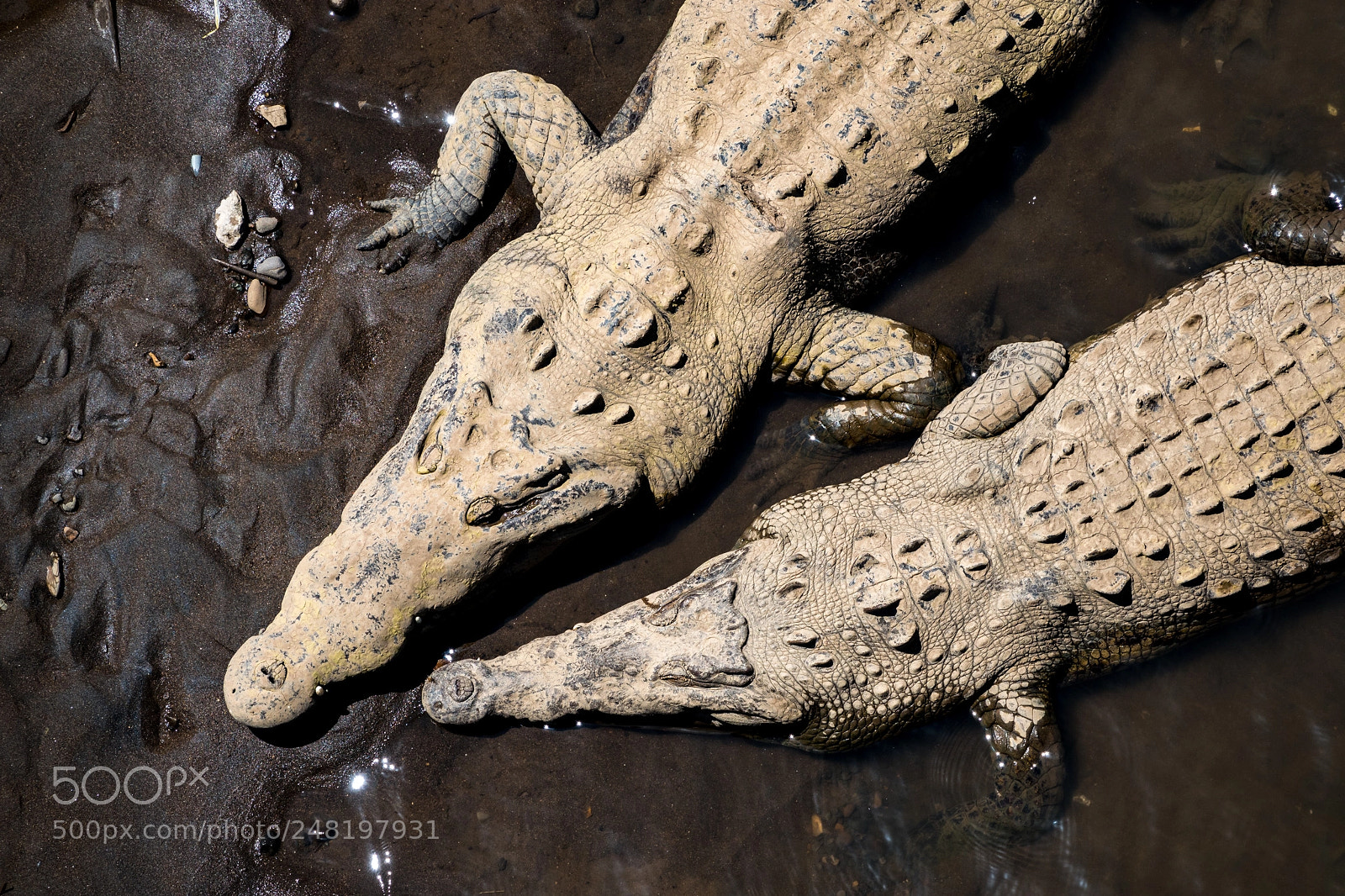 Sony Cyber-shot DSC-RX10 IV sample photo. Costa rica photography