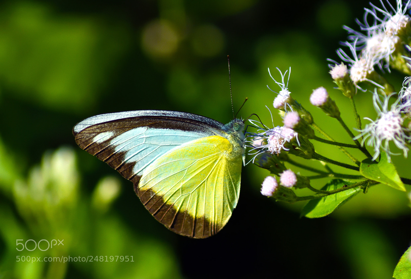 Nikon D7200 sample photo. Appias lyncida (male) photography