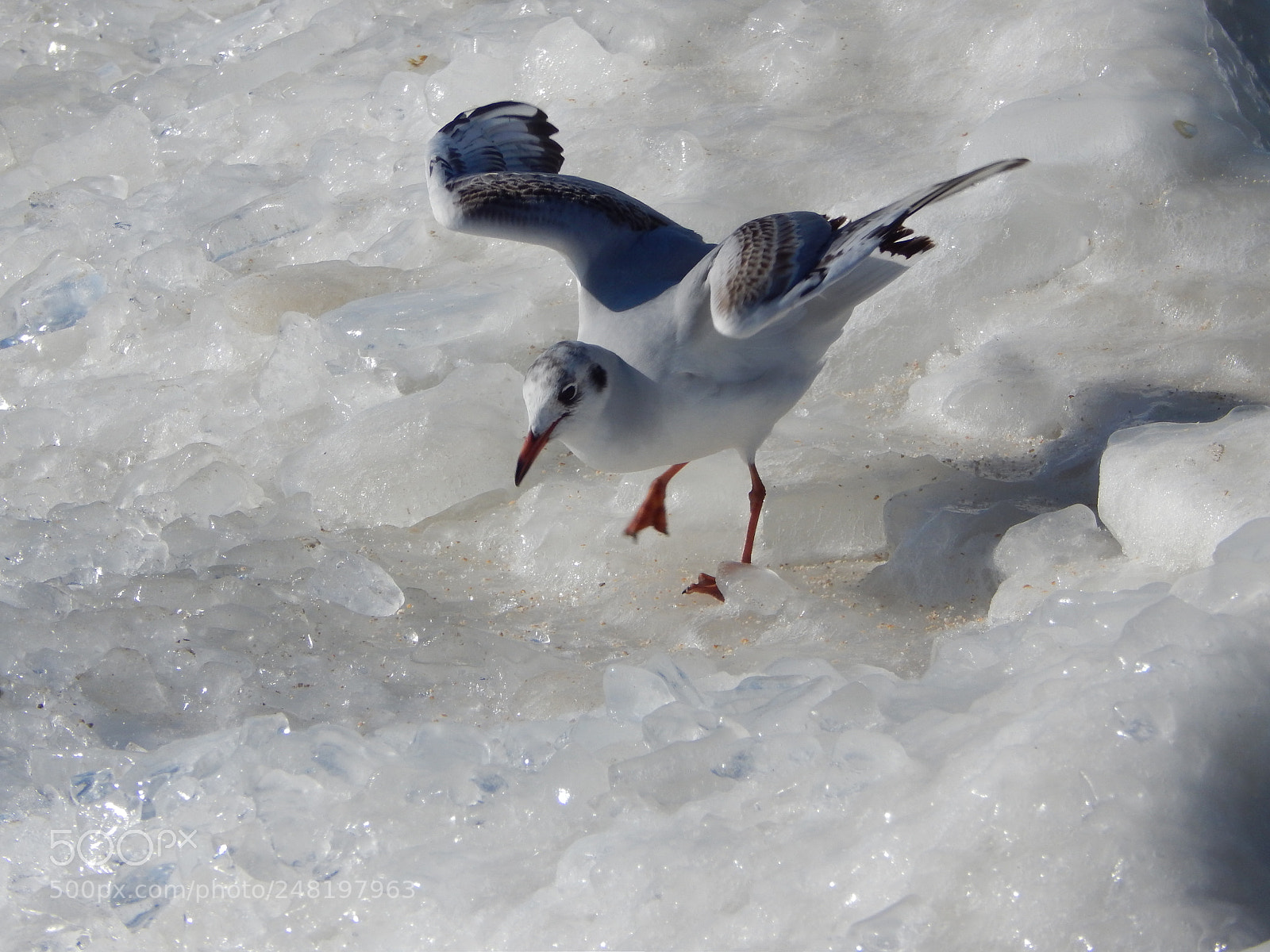 Nikon Coolpix L820 sample photo. Baltic icarus on the photography