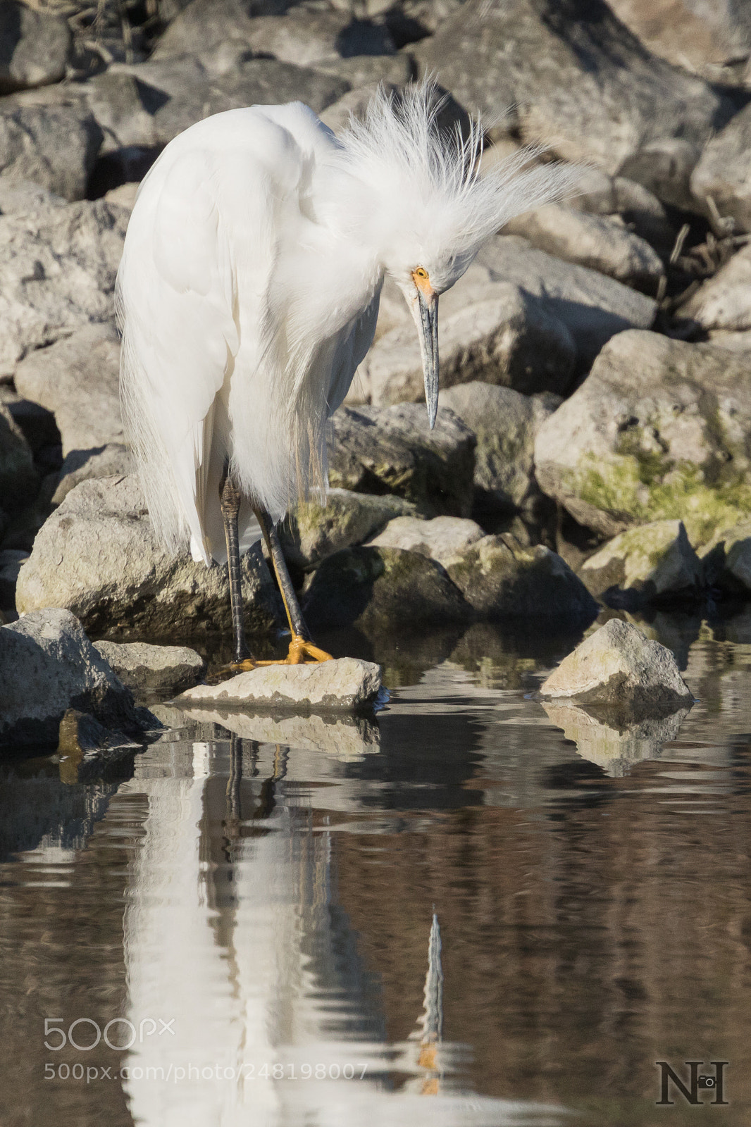 Canon EOS 7D Mark II sample photo. Snowy egret having an photography