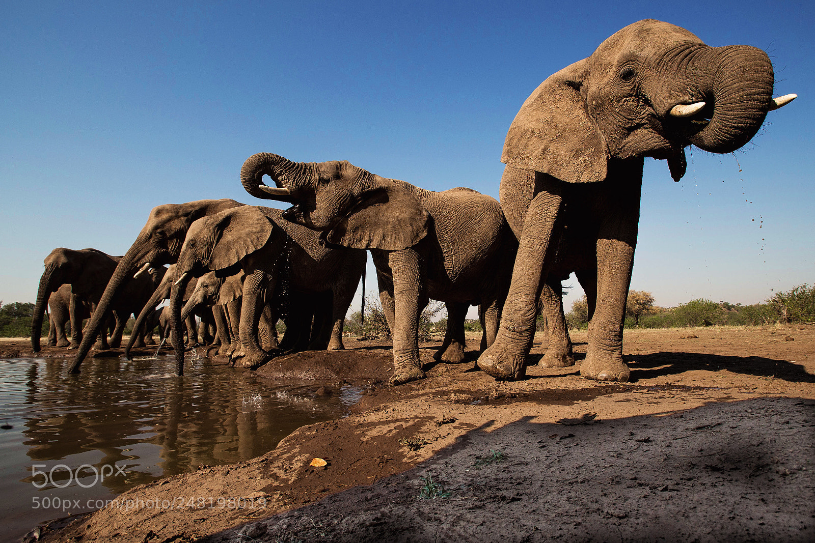 Canon EOS-1D X sample photo. Mashatu elephants photography