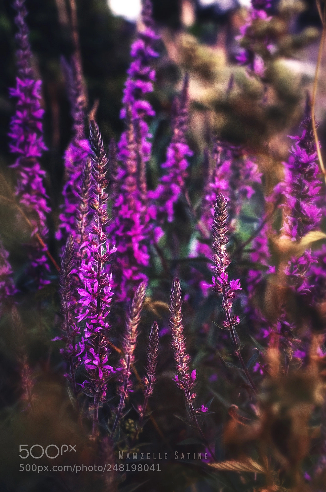 Nikon D5100 sample photo. Untitled photography
