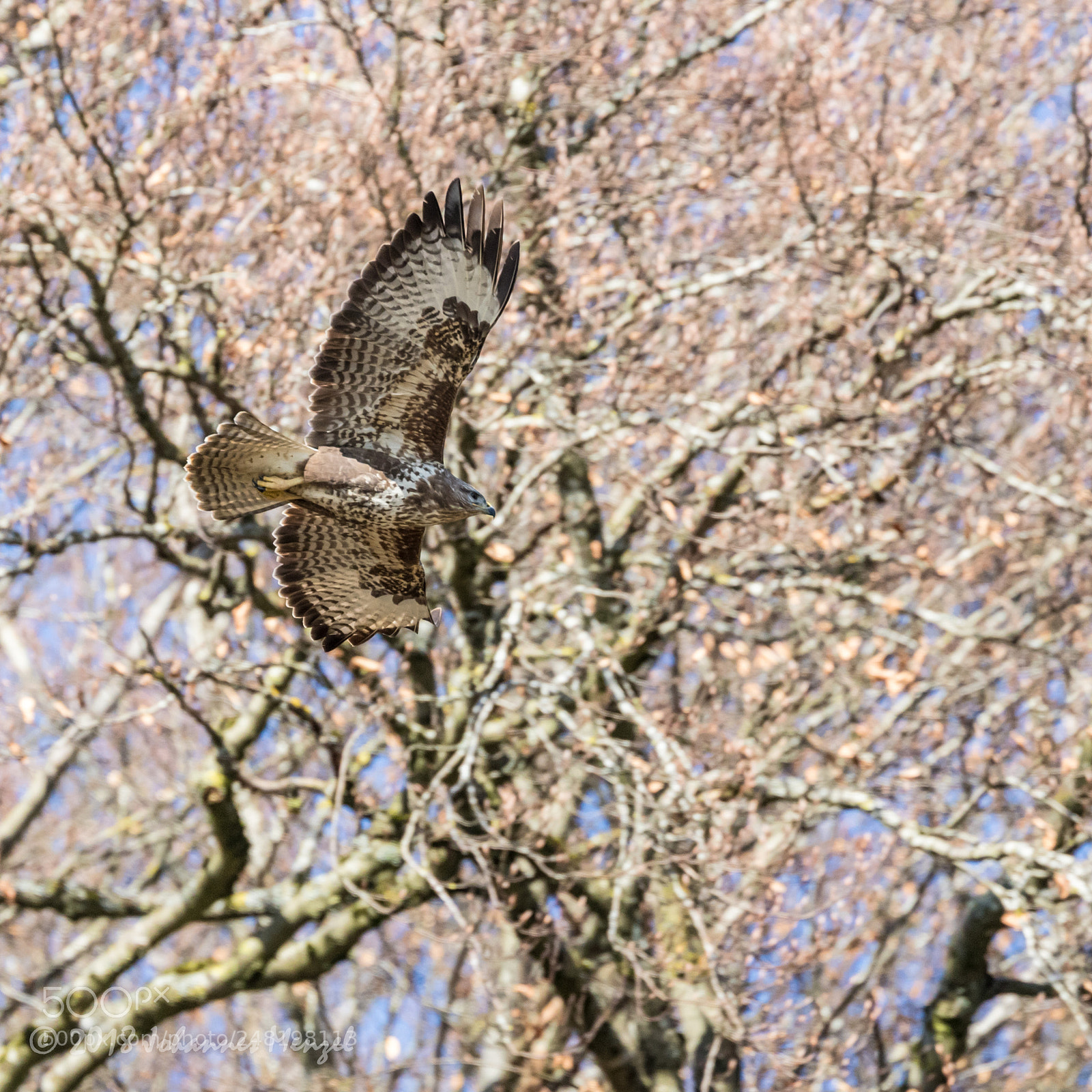 Canon EOS 7D Mark II sample photo. Feel the buzz of photography