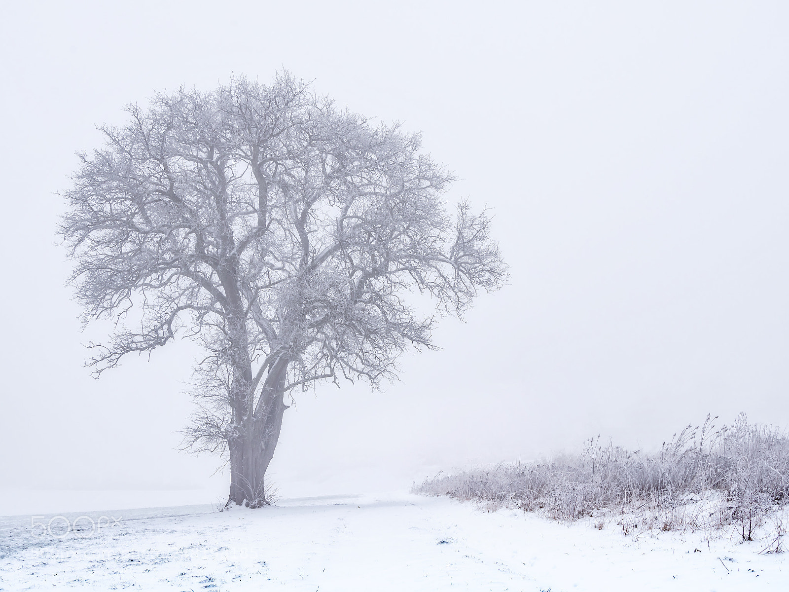 Panasonic Lumix DMC-GX8 sample photo. Tree in the fog photography