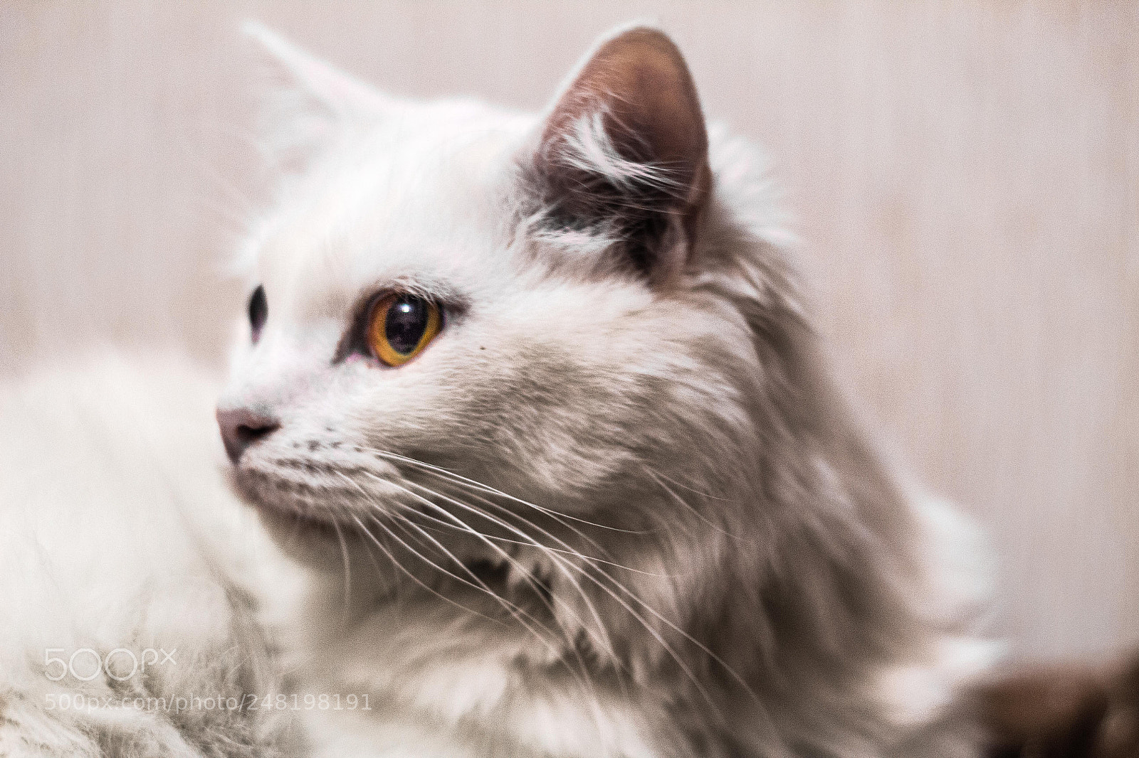 Canon EOS 650D (EOS Rebel T4i / EOS Kiss X6i) sample photo. Amir the cat photography