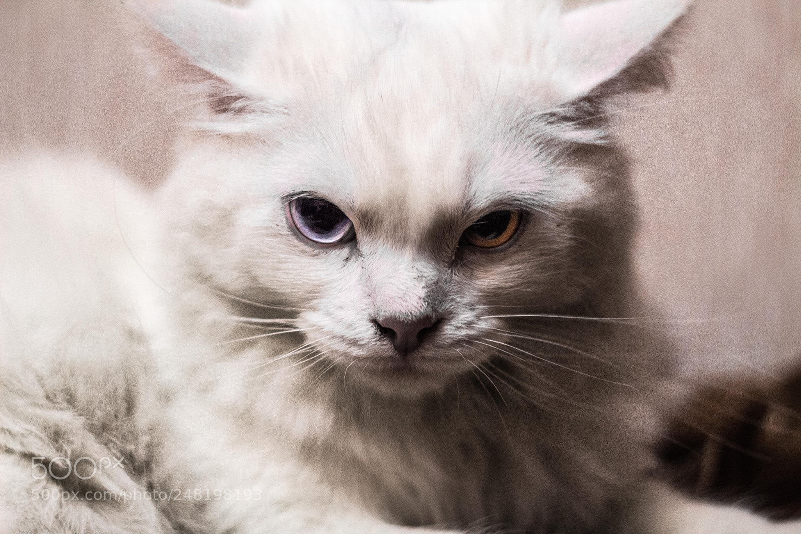 Canon EOS 650D (EOS Rebel T4i / EOS Kiss X6i) sample photo. Amir the cat photography