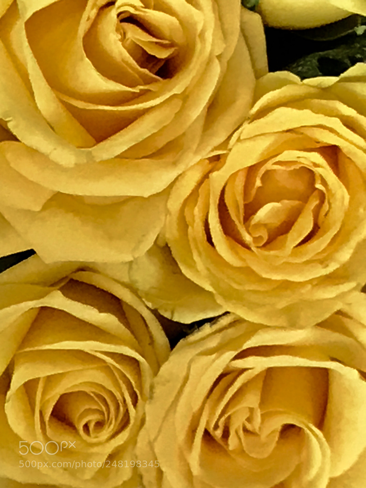 Apple iPhone 7 Plus sample photo. Yellow photography