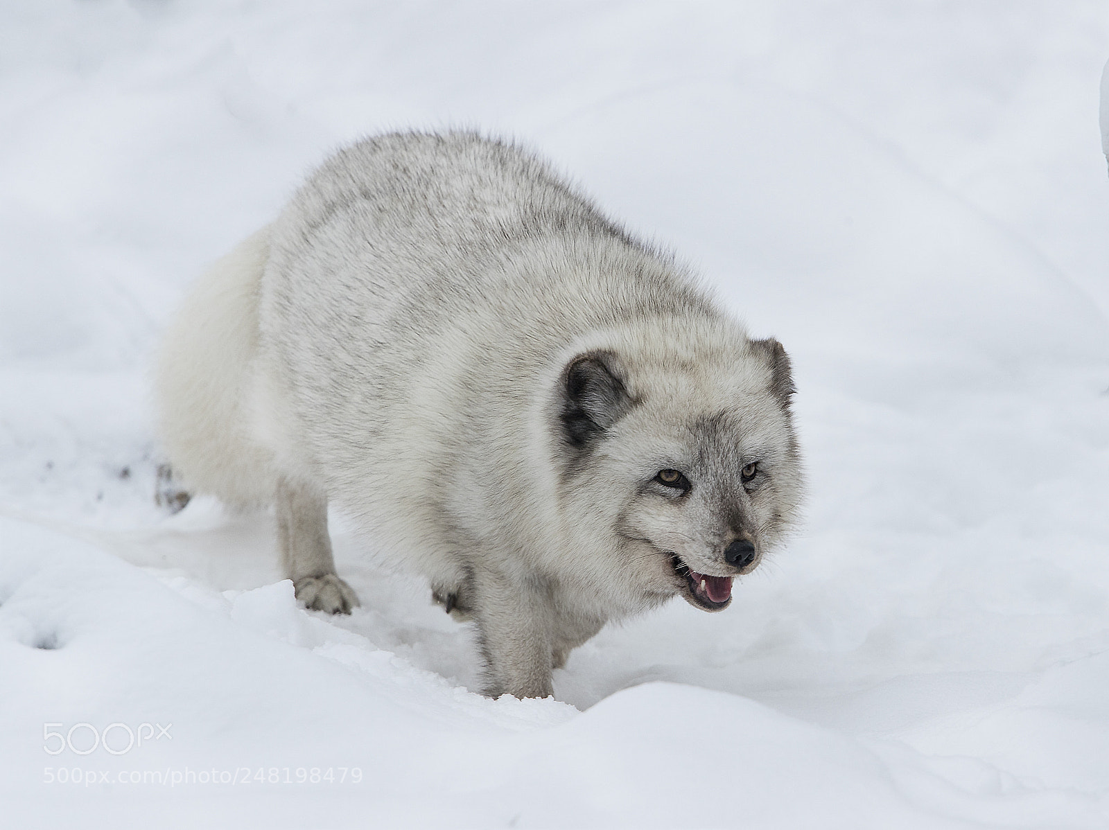 Canon EOS-1D X Mark II sample photo. Arctic fox hunting 2 photography