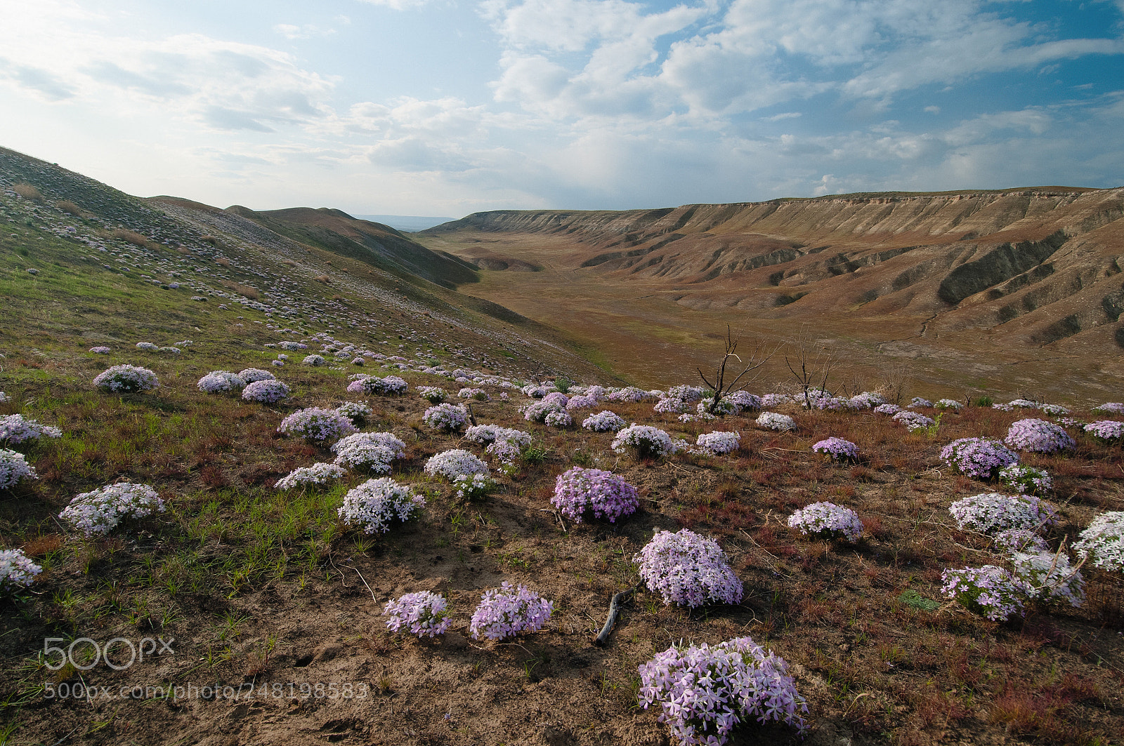 Nikon D300 sample photo. Flower covered hill photography