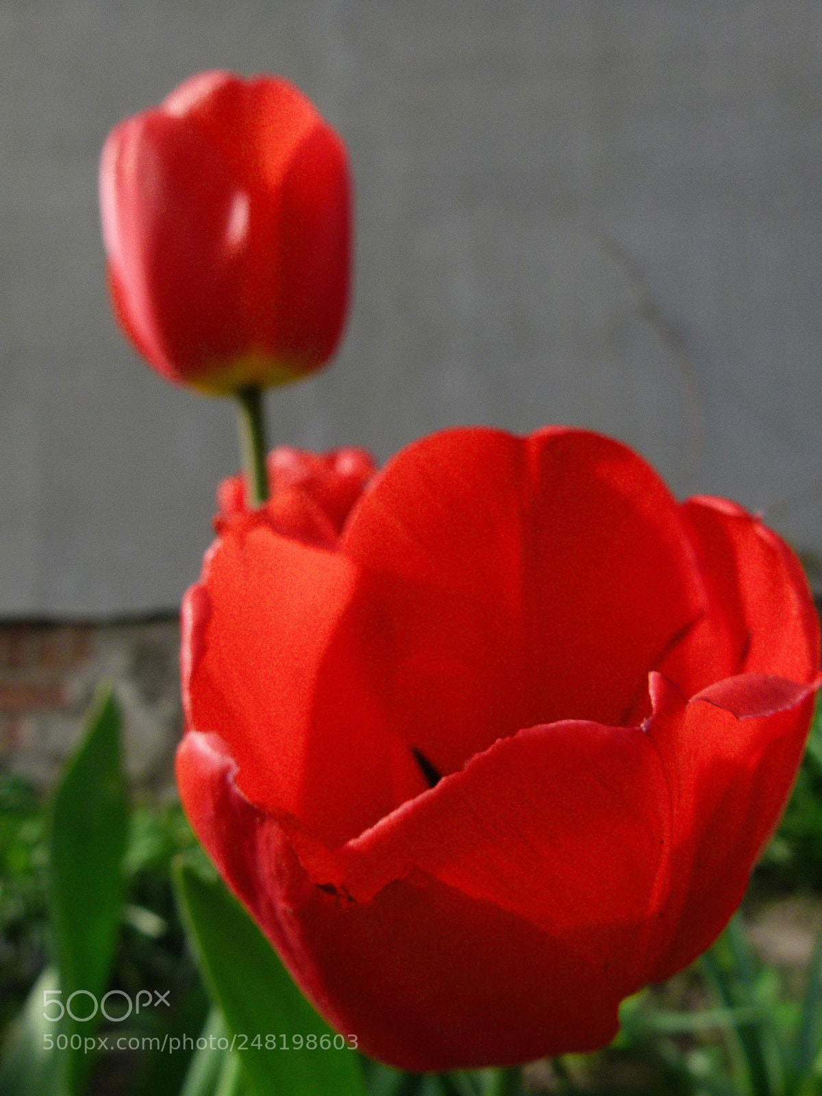 Panasonic Lumix DMC-FZ100 sample photo. Tulip photography