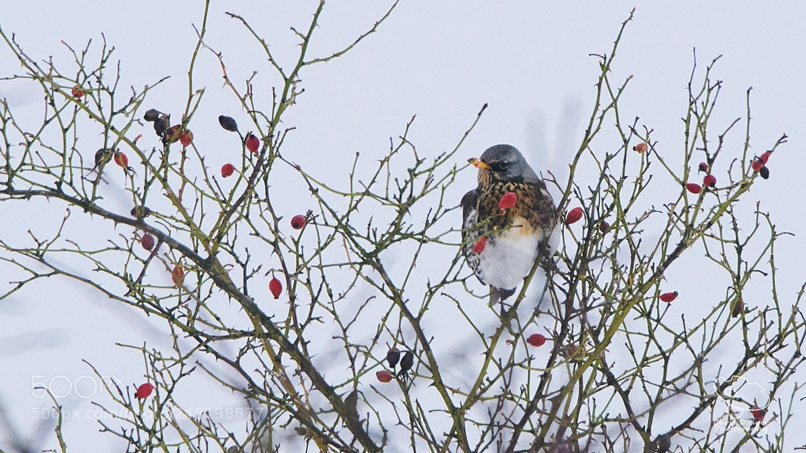 Sony ILCA-77M2 sample photo. Fieldfare photography