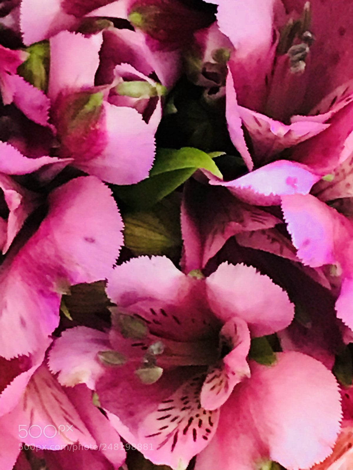 Apple iPhone 7 Plus sample photo. Pink photography