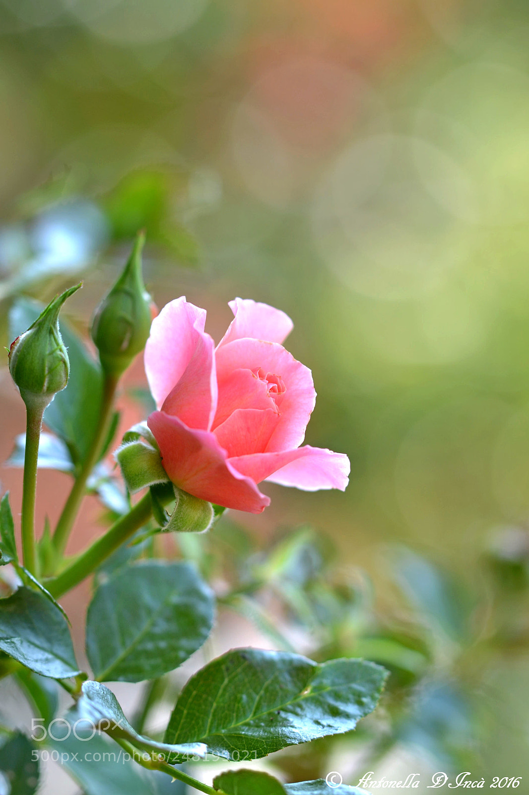 Nikon D3100 sample photo. Preferisco avere rose sul photography