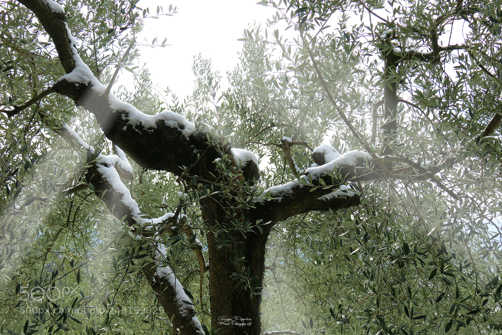 Canon PowerShot G3 X sample photo. Oliveto photography