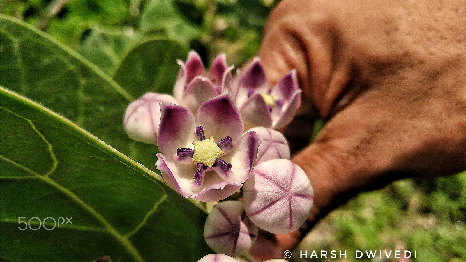 Lenovo K6 NOTE sample photo. Calotropis gigantea photography