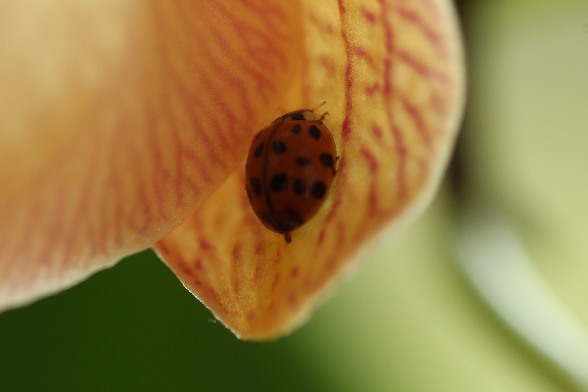 Canon EF 100mm F2.8 Macro USM sample photo