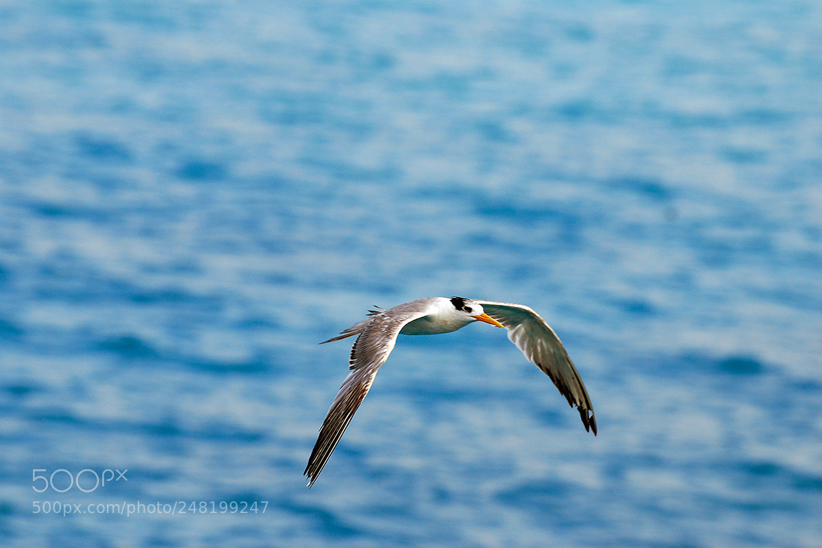 Nikon D80 sample photo. Flight photography