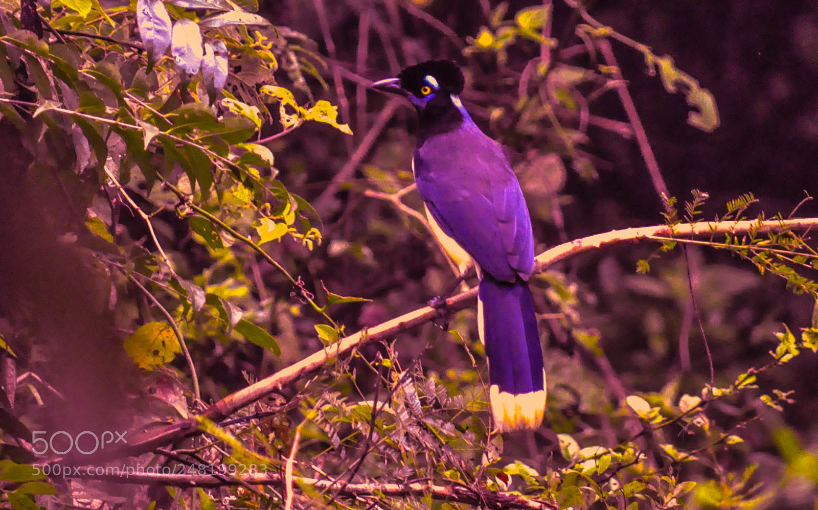 Nikon D5000 sample photo. Gralha-picaça (cyanocorax chrysops) photography