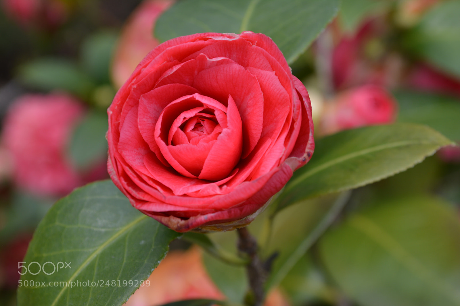 Nikon D5200 sample photo. A beautiful rose photography
