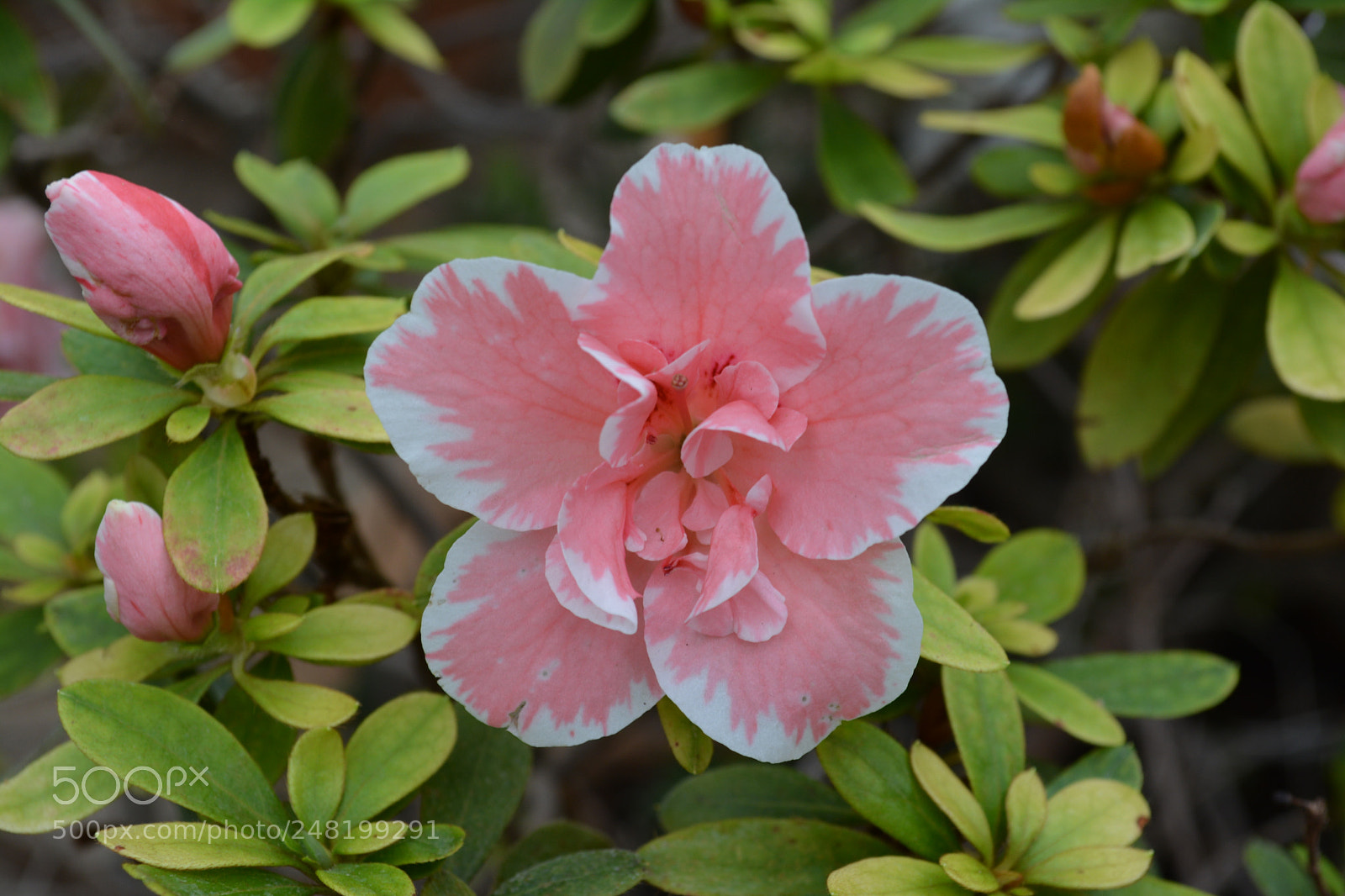 Nikon D5200 sample photo. White edges photography