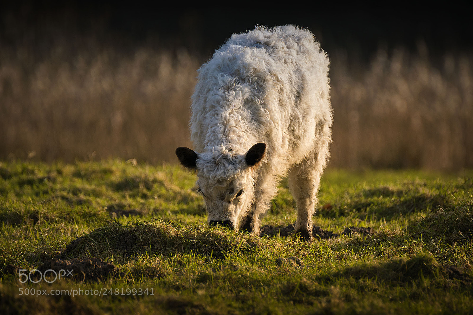 Sony ILCA-77M2 sample photo. White galloway photography