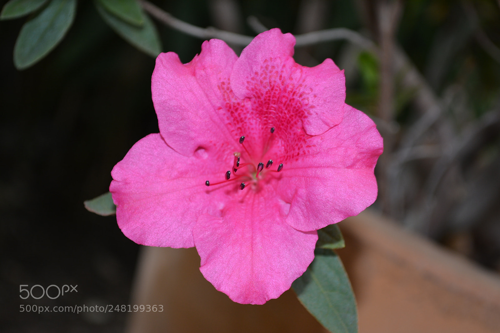 Nikon D5200 sample photo. As pink as it photography