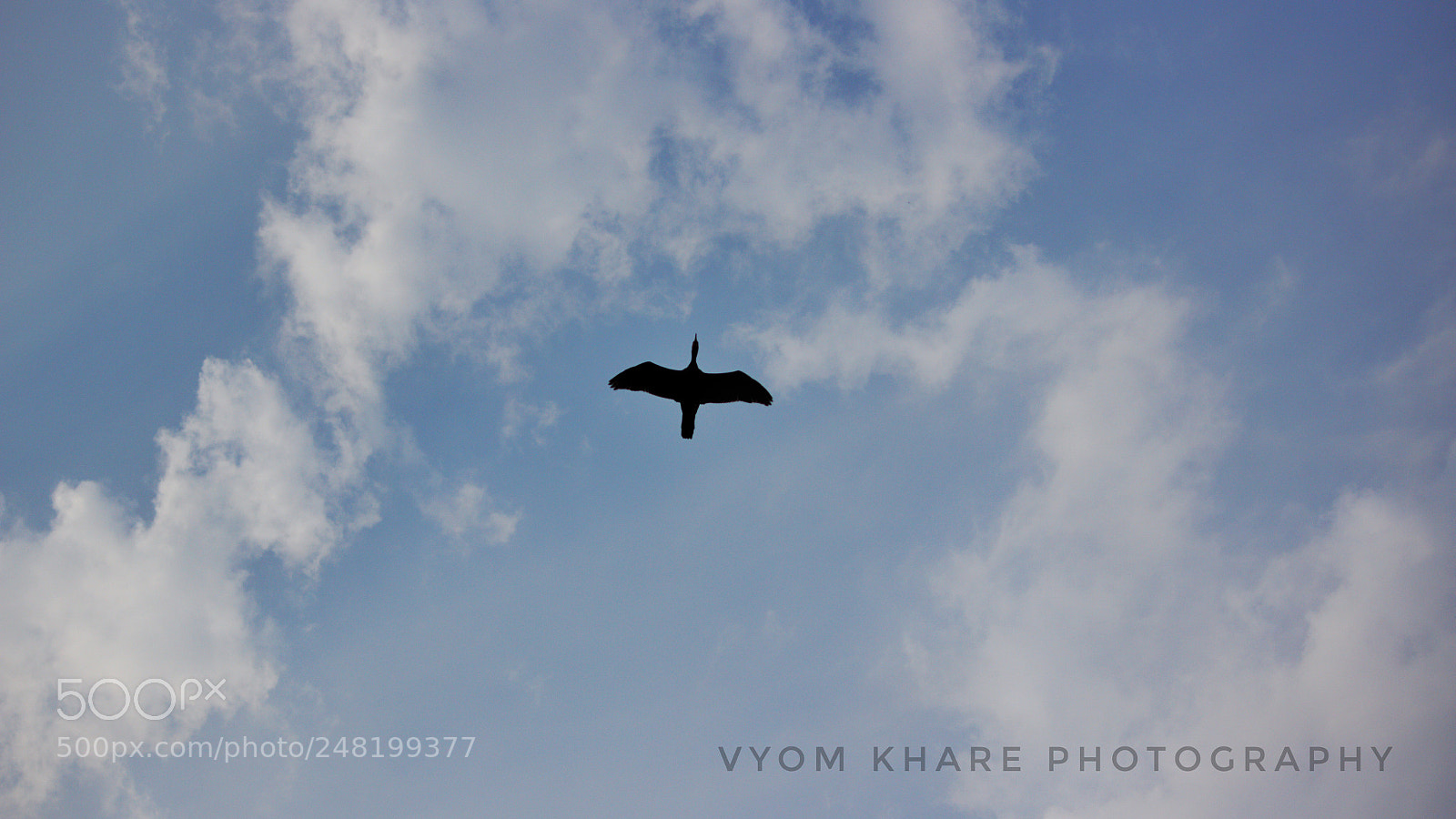 Canon EOS 600D (Rebel EOS T3i / EOS Kiss X5) sample photo. Flying bird photography