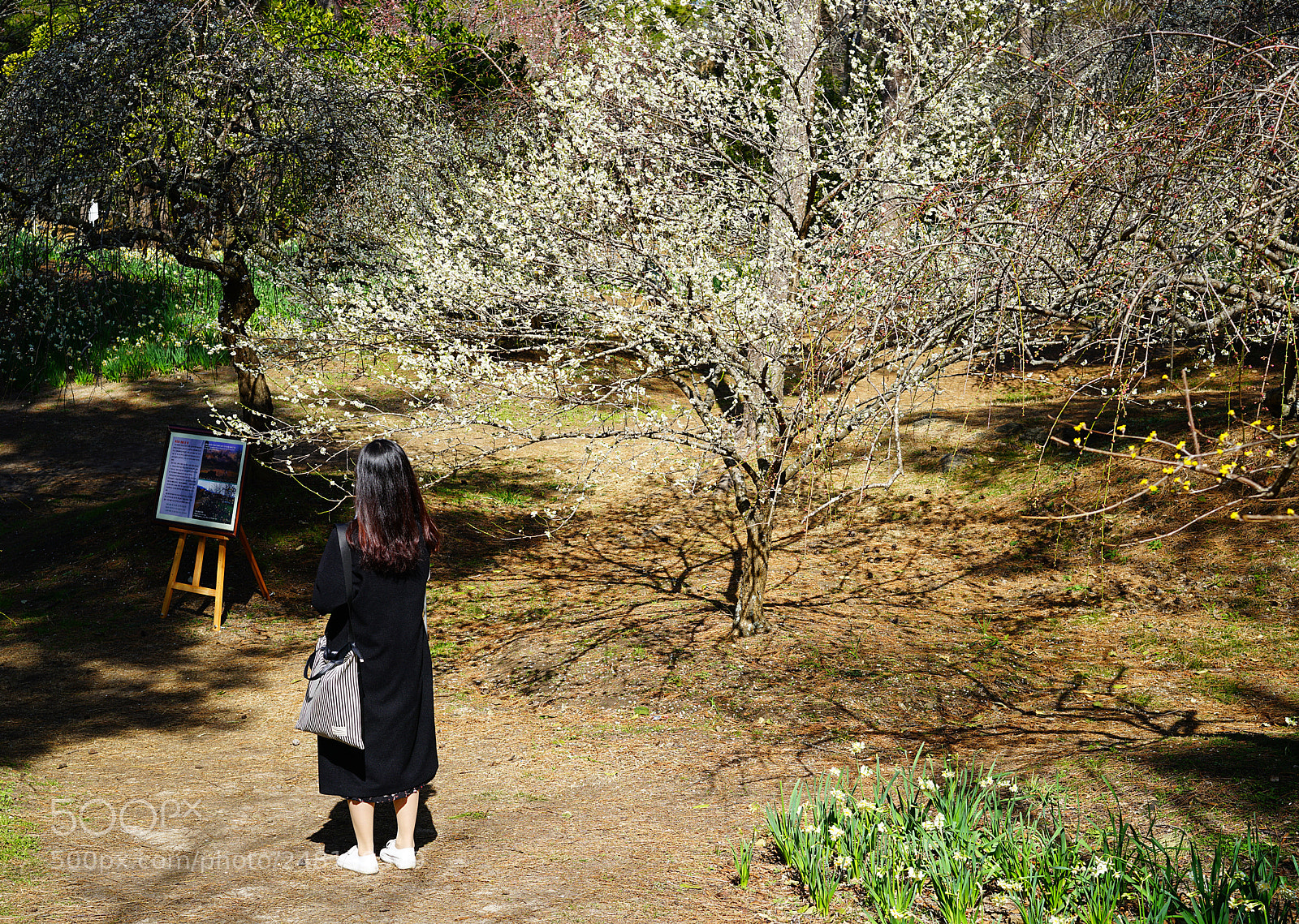 Sony a7R II sample photo. Scene photography