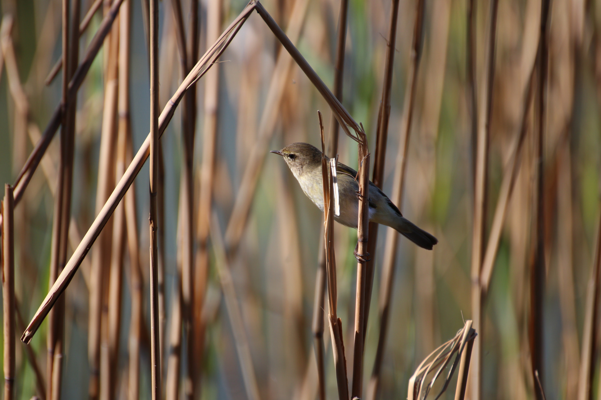 Canon EF 300mm F2.8L IS II USM sample photo. Mosquitero photography