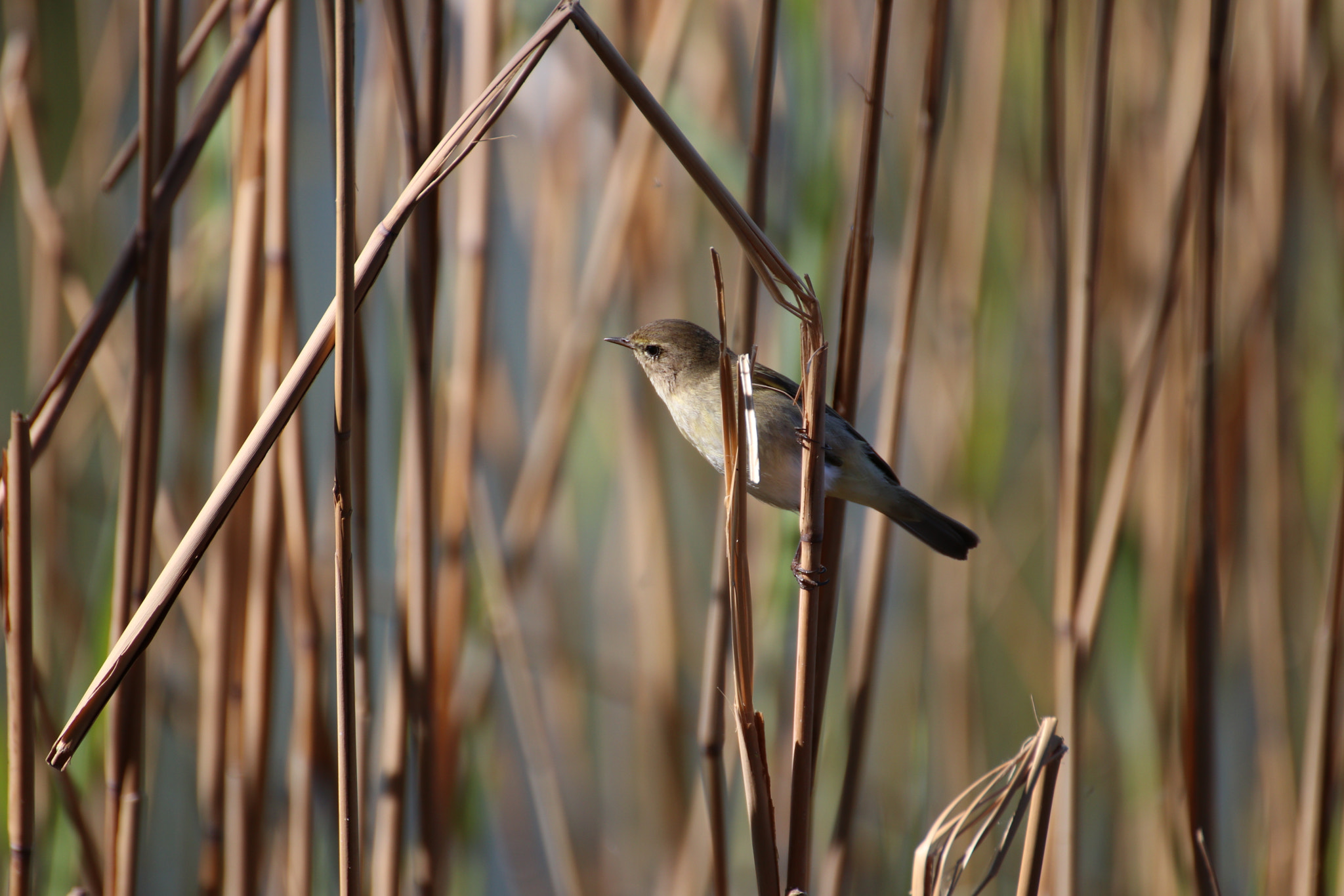 Canon EOS 80D + Canon EF 300mm F2.8L IS II USM sample photo. Mosquitero photography