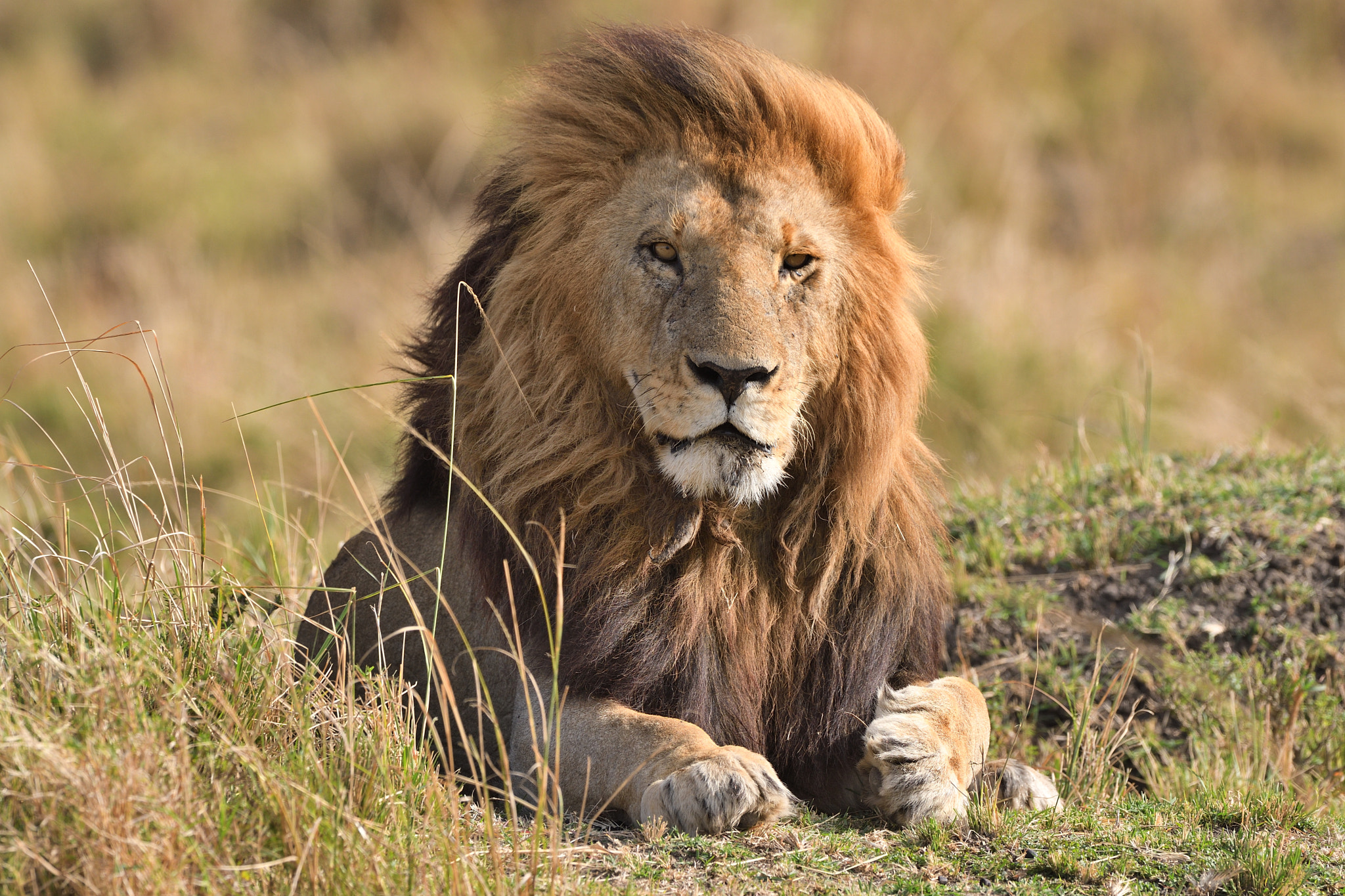 Nikon D500 + Nikon AF-S Nikkor 500mm F4G ED VR sample photo. King photography
