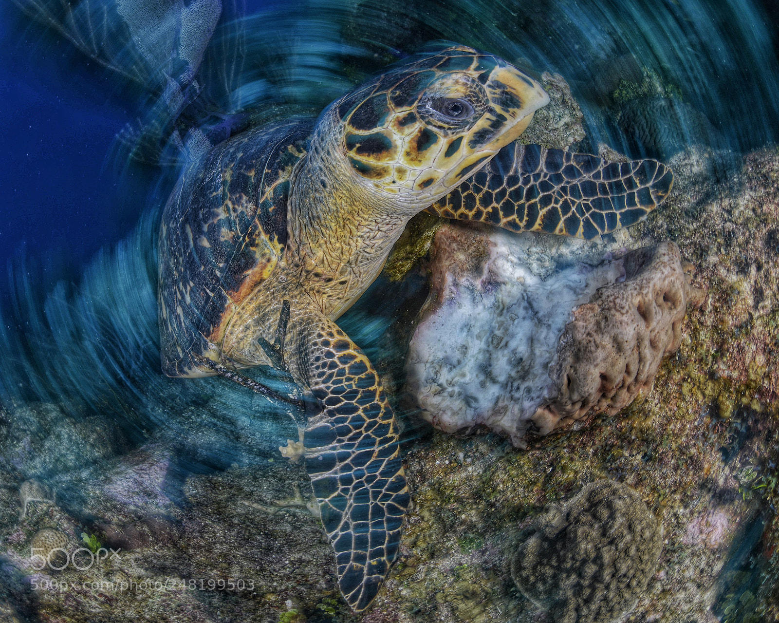 Nikon D800E sample photo. Turtle photography