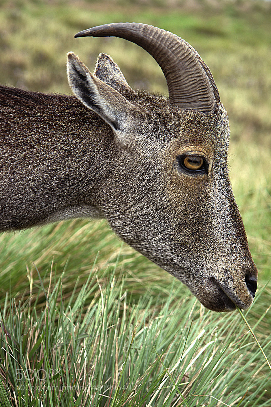 Sony DSC-R1 sample photo. Nilgiri tahr photography
