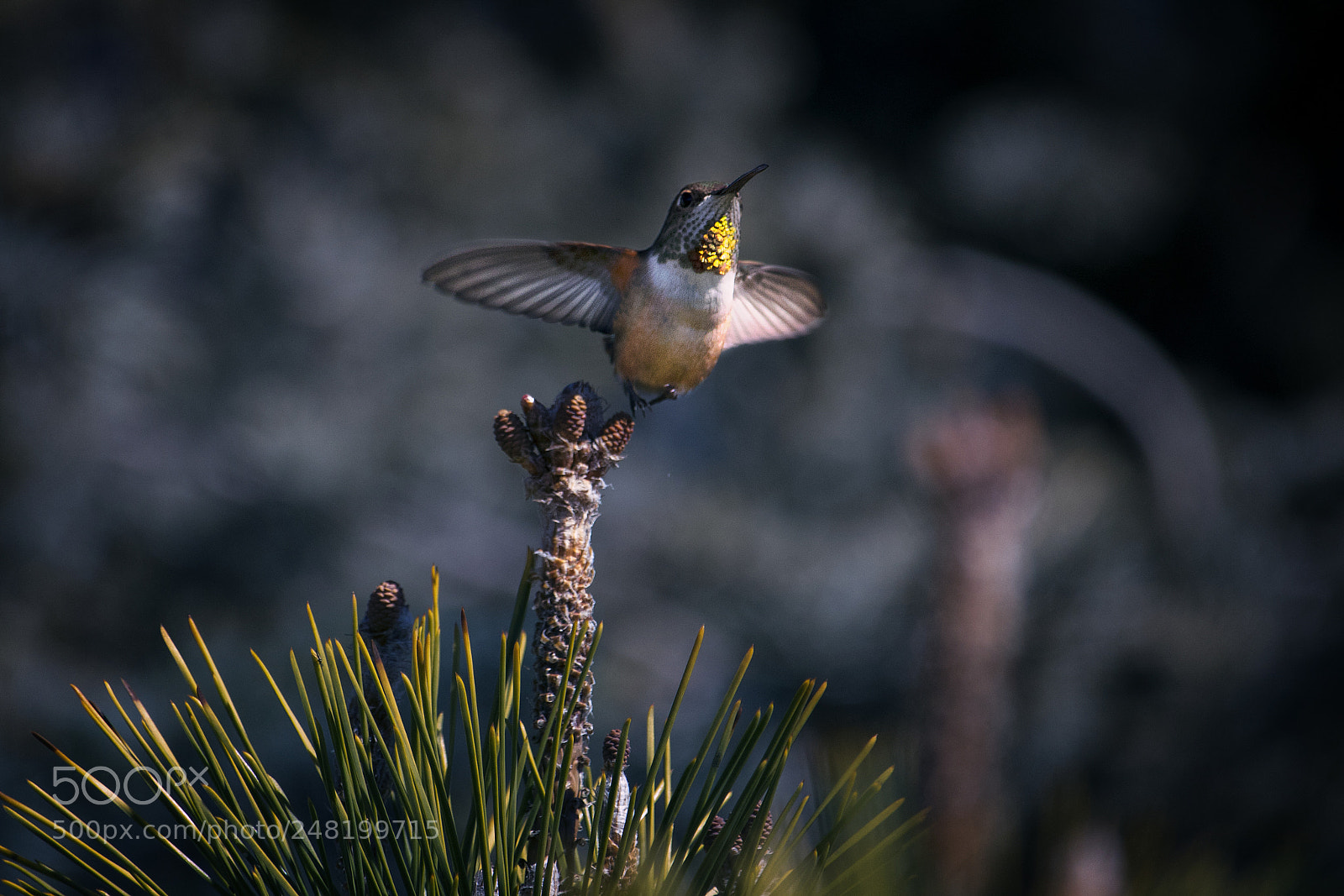 Canon EOS 750D (EOS Rebel T6i / EOS Kiss X8i) sample photo. Humming bird flying photography