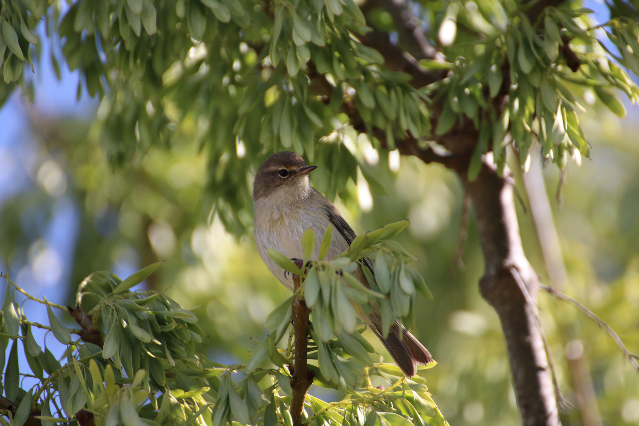 Canon EOS 80D + Canon EF 300mm F2.8L IS II USM sample photo. Mosquitero photography