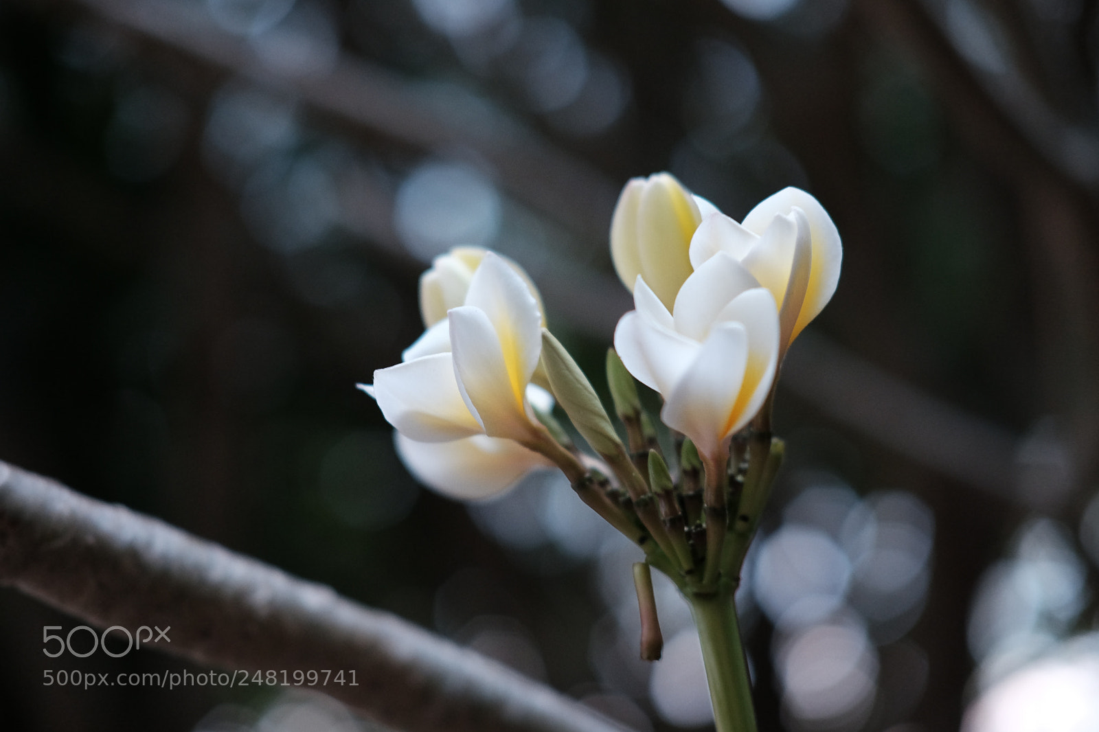 Fujifilm X-T10 sample photo. Start photography