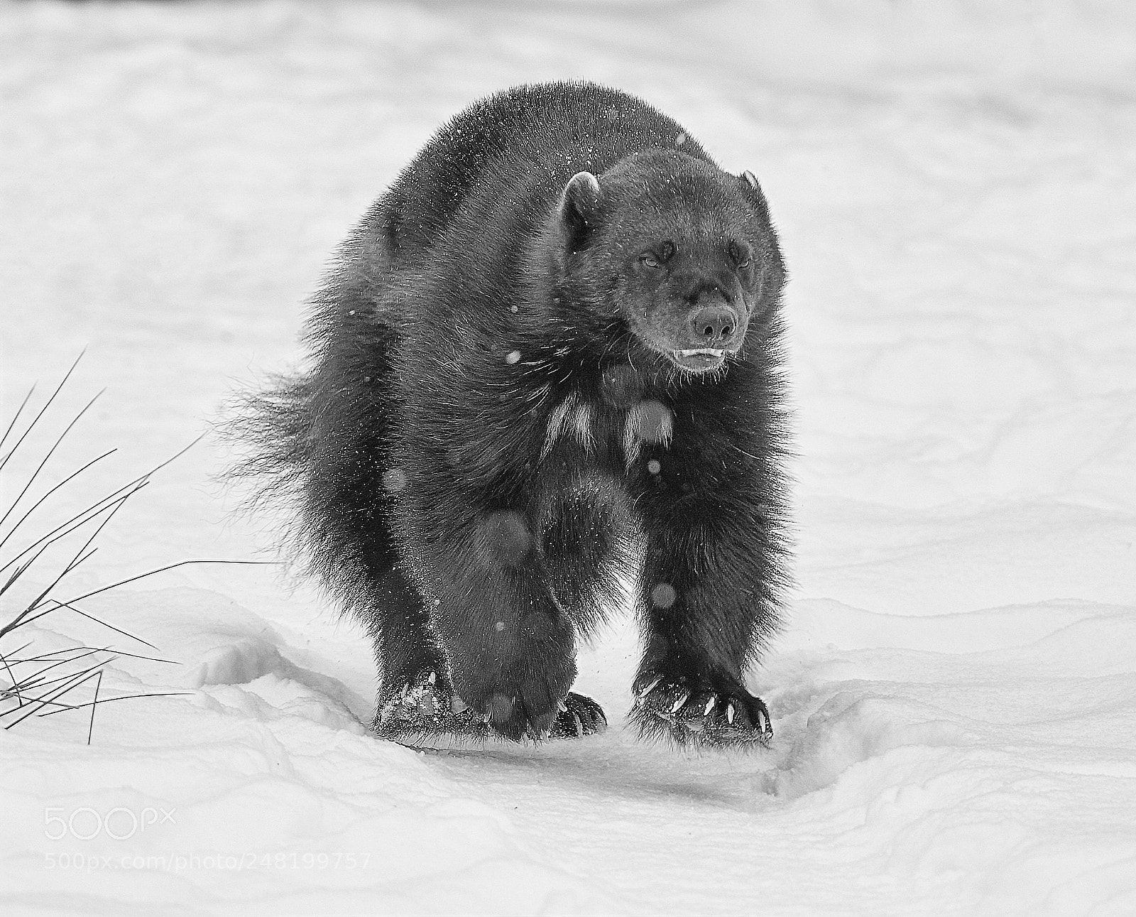 Canon EOS-1D X Mark II sample photo. Wolverine charge b&w photography
