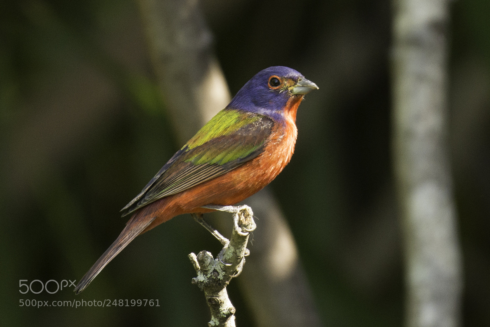 Nikon D800 sample photo. Painted bunting photography