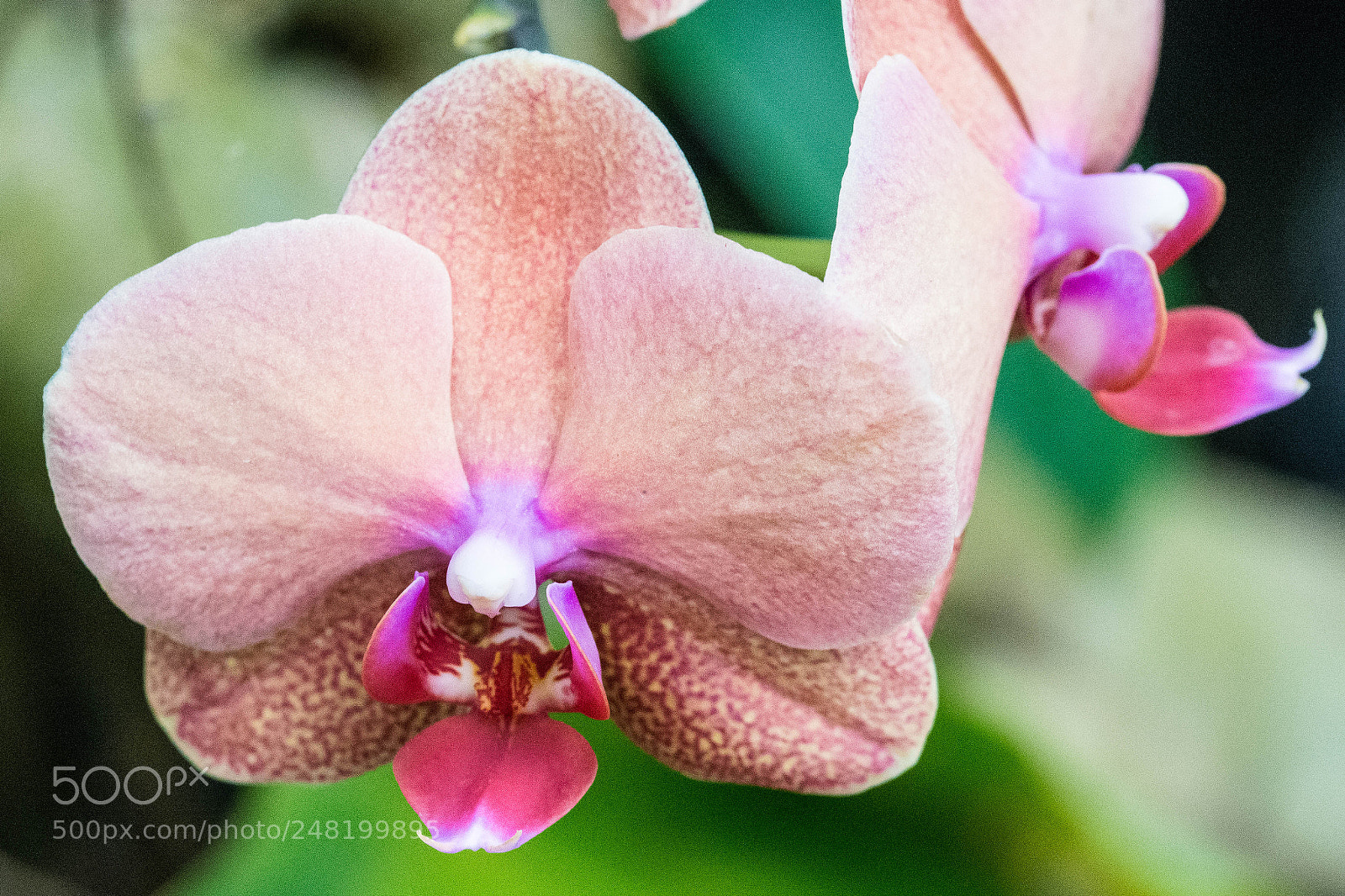 Nikon D7200 sample photo. Pink orchid photography