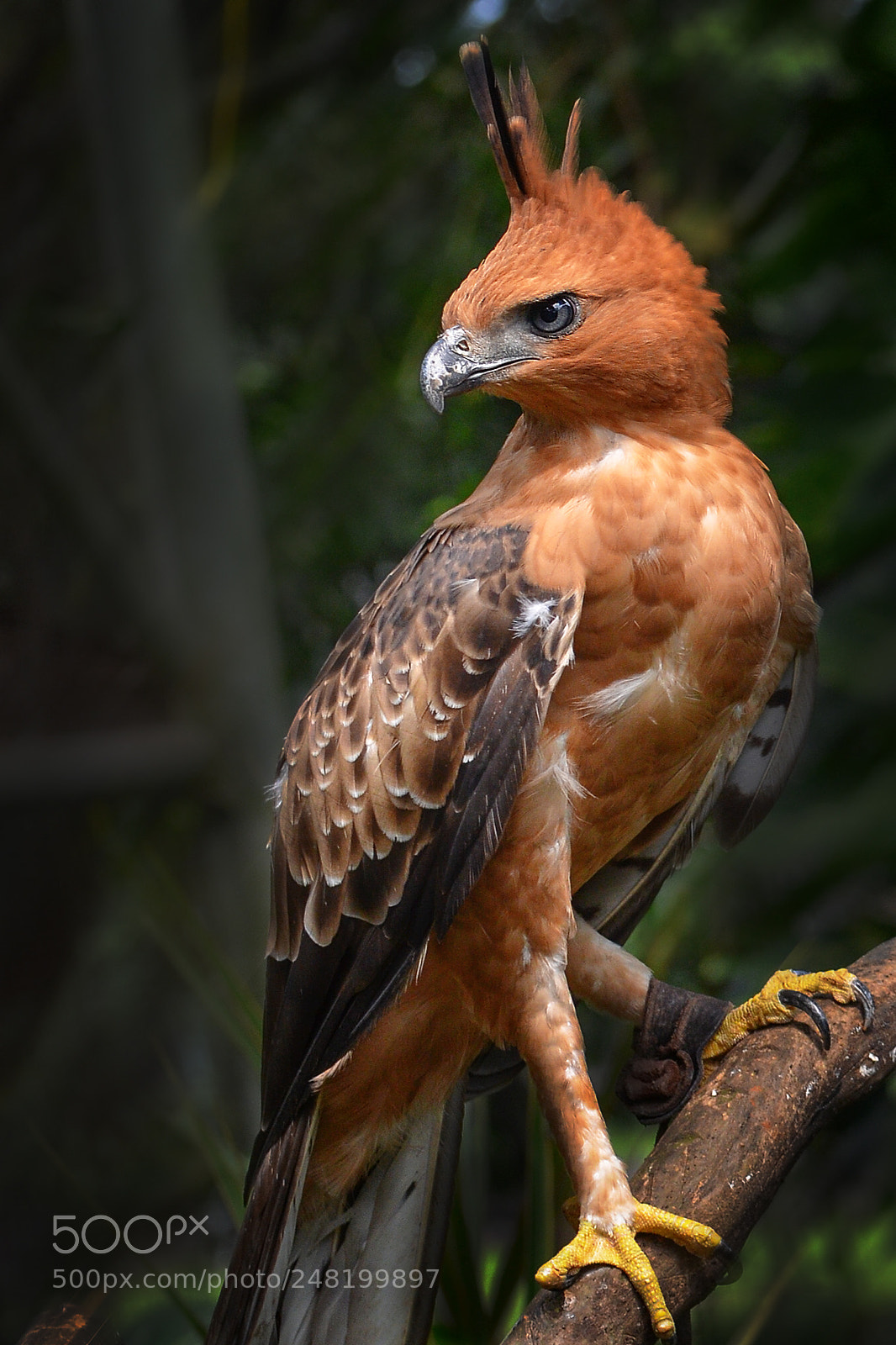 Nikon D5100 sample photo. Javan hawk eagle photography