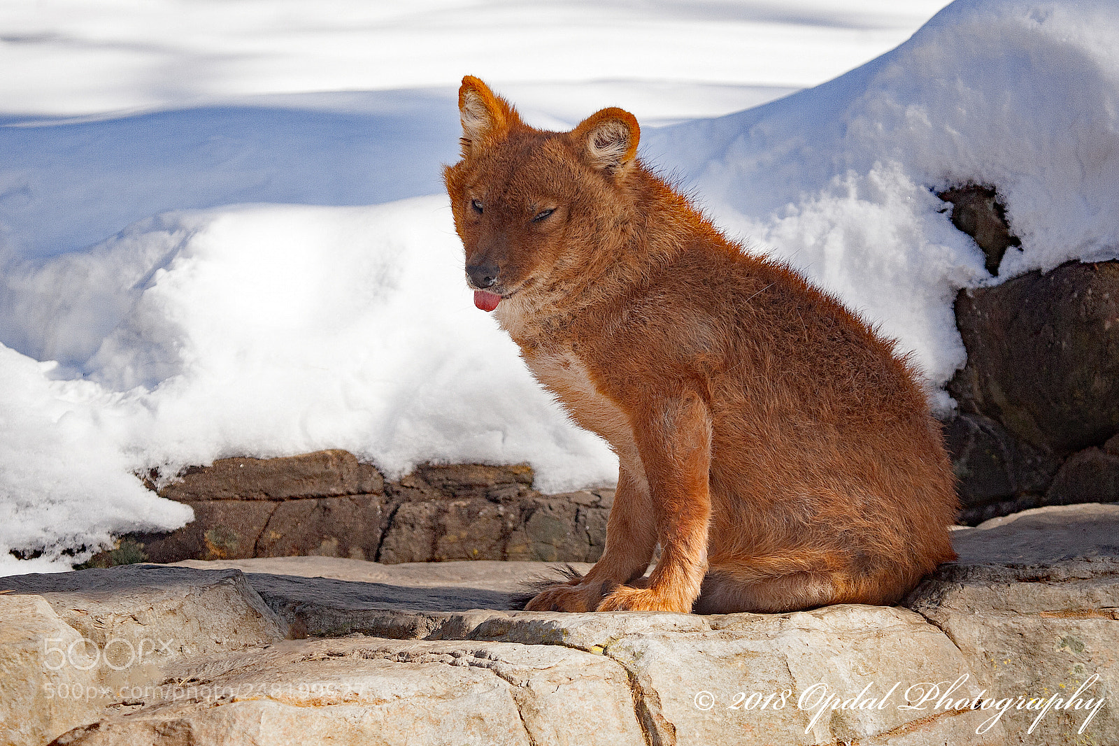 Canon EOS 5D sample photo. Dhole (asian wild dog) photography
