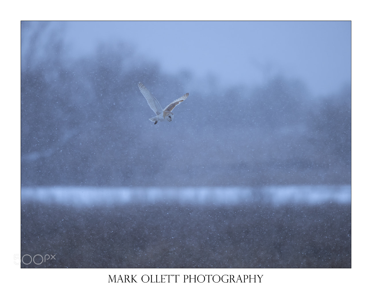 Nikon D5 sample photo. Barn owl hunting photography