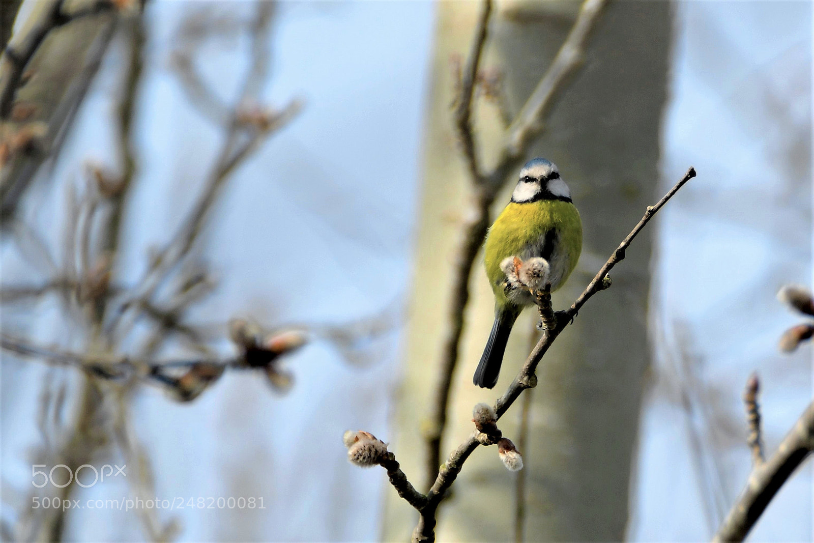 Nikon D7500 sample photo. Cyanistes caeruleus photography