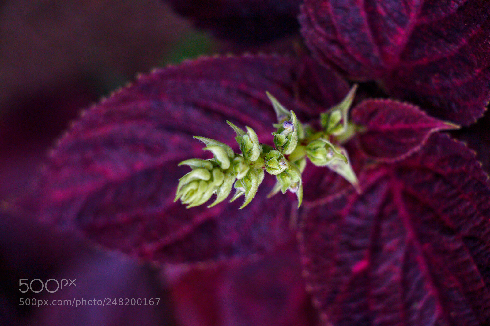 Canon EOS 700D (EOS Rebel T5i / EOS Kiss X7i) sample photo. New leaves photography