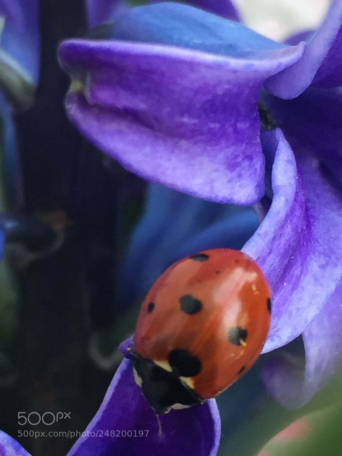 Apple iPhone 6 sample photo. Untitled photography