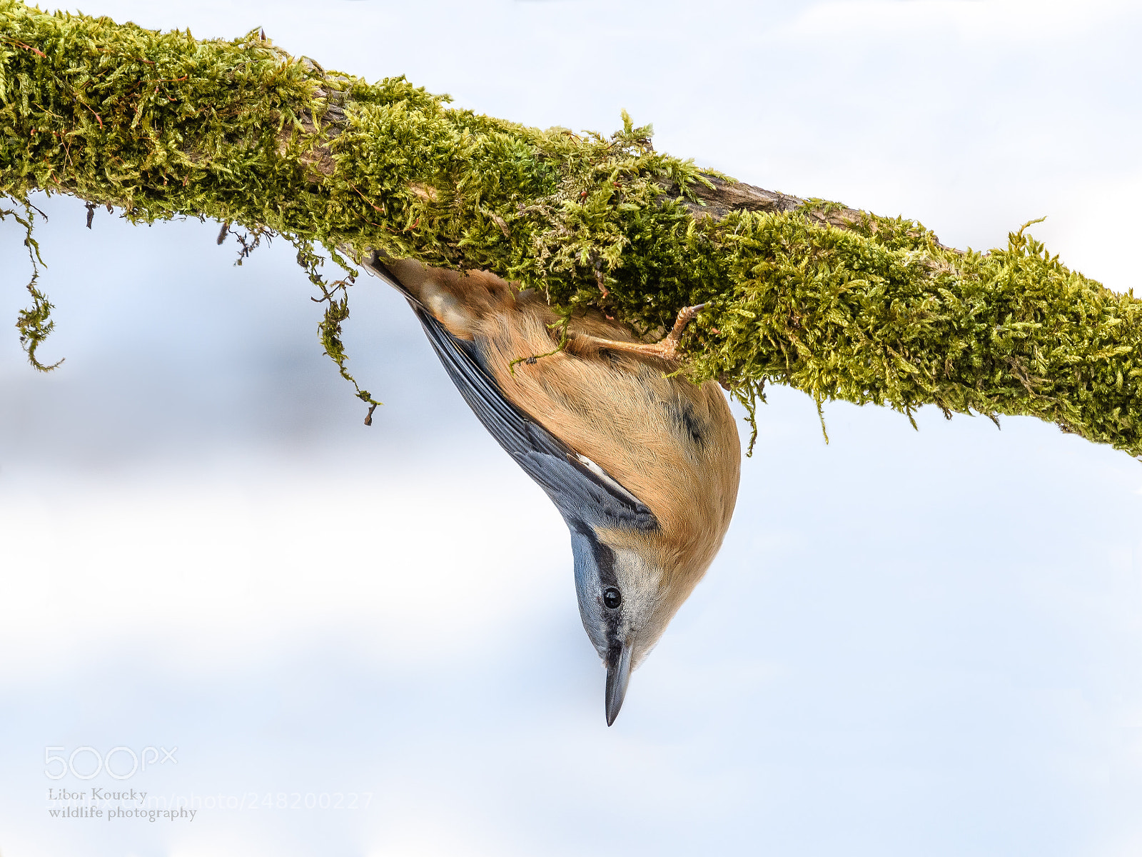 Nikon D500 sample photo. Nuthach (sitta europaea) photography