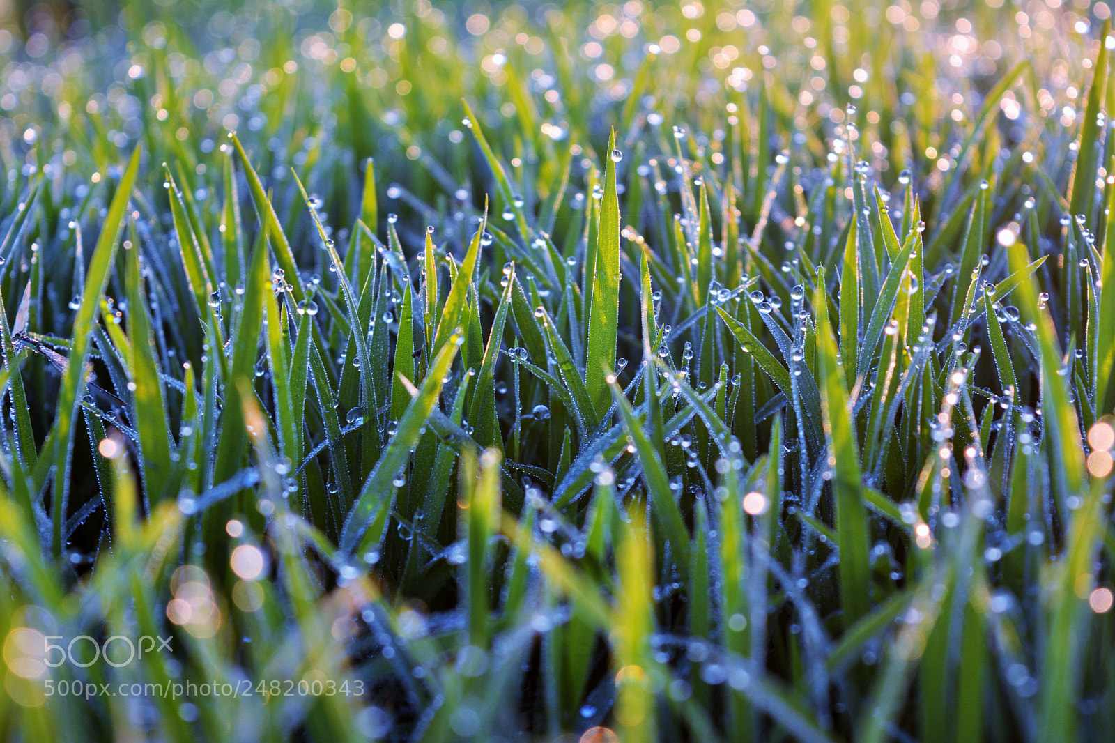 Nikon D5200 sample photo. Beautiful dew drips on photography