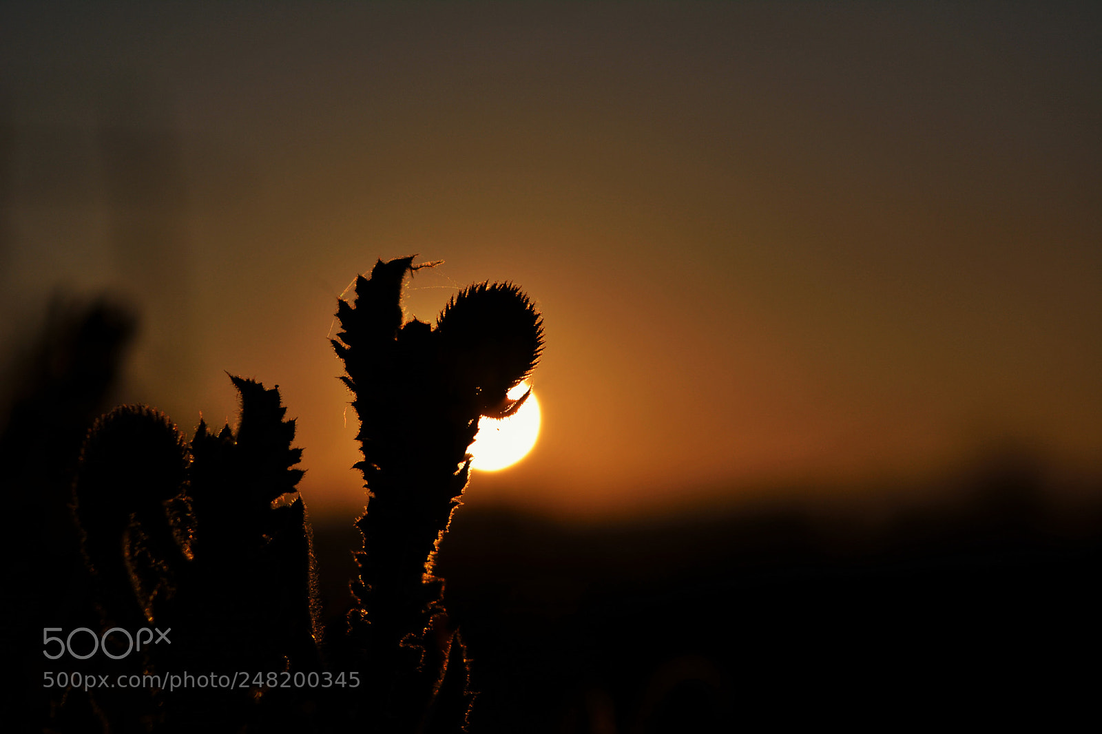 Nikon D5200 sample photo. Sunrise behind the shadows photography