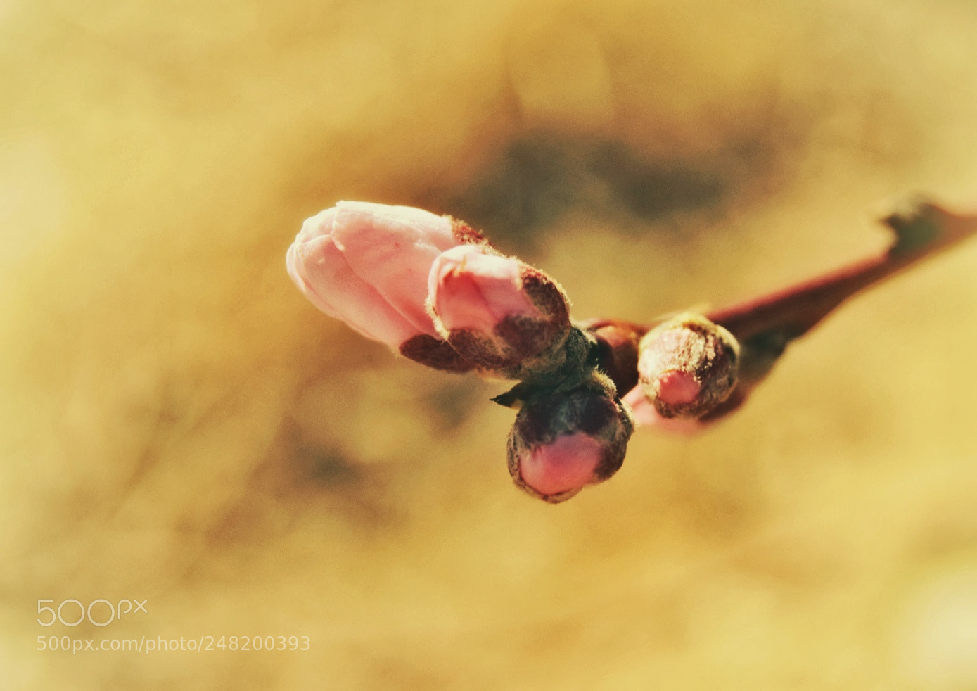 Nikon D5300 sample photo. Brotes de árbol  frutal photography